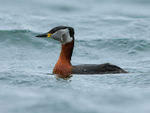 Red-necked Grebe, cheek feathers ruffled by wind, Farmoor Reservoir