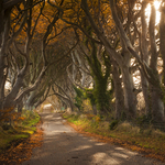 Autumn Light