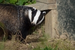 Badger