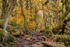 Padley Gorge