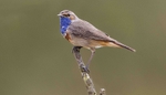 Male Bluethroat