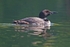 Primping and Preening 12 x 18