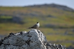 Long-tailed Skua