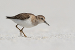 Close view of Least Sandpiper, Fort De Soto Park, Florida