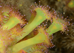 Corynactis viridis