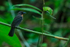 Black-cheeked Ant-Tanager, Osa Peninsula, Costa Rica