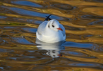 Black-headed Gull