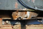 Grey Squirrel