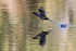 Common Gallinule running on water, Venice Rookery, Florida