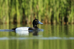 Scaup (male) swimming, Iceland