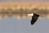 Andean Avocet in flight, Chaxa, Chile