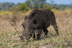 Warthog