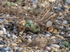 Snow Bunting