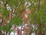 Pink And Green Leaves, Crystal Palace Park