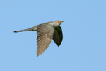 Cuckoo (male) flying, Otmoor RSPB