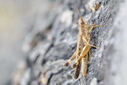 Grasshopper