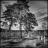 Ockham Common 1