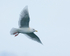 Adult Iceland Gull in flight, Grundarfjörður, Iceland