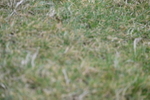 WJ7_4539