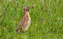 Common Quail.