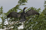 Cormorant portfolio