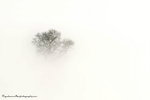 Trees in mist B/W