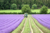 Kent Lavender fields