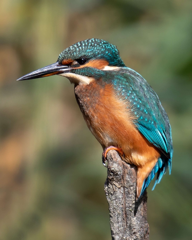 Common Kingfisher - Big Pool Wood - North Wales