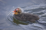 Coot (Juvenile)