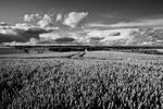 Wheat Field