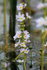 Water Violet, Otmoor
