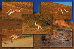 Red Roo Quintych-2