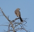 Northern Mockingbird