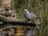 Woodpigeon
