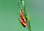 Common Red Soldier Beetle