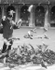 The "Birds"