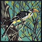 Yellow-billed Hornbill, Samburu, Kenya