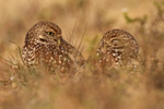 Burrowing Owls at Cape Coral, Florida