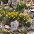 Horseshoe vetch (Hippocrepis comosa) 