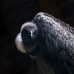 IMG_0905 v3 b