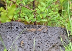 Common Lizards