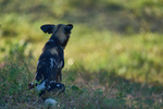 African Hunting Dog