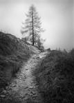Single Fern, Lake District