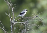 Northern Grey Shrike