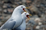 Common Gulls