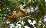 Squirrel Monkey