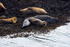 Seals on Loch Linnhe - DSC_9187_00117