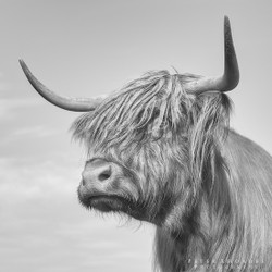 Highland Cow 03