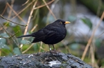 Blackbird