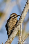 Sunda pygmy woodpecker  301115